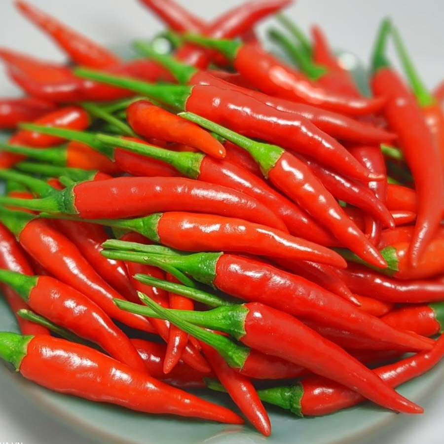 0.5g Hạt giống ớt chỉ thiên siêu cay