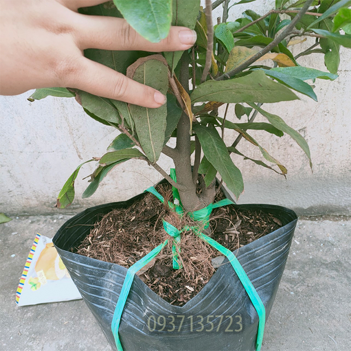 [HCM]cây mai vàng cây  trung ( mai giảo từ 6-12 cánh )