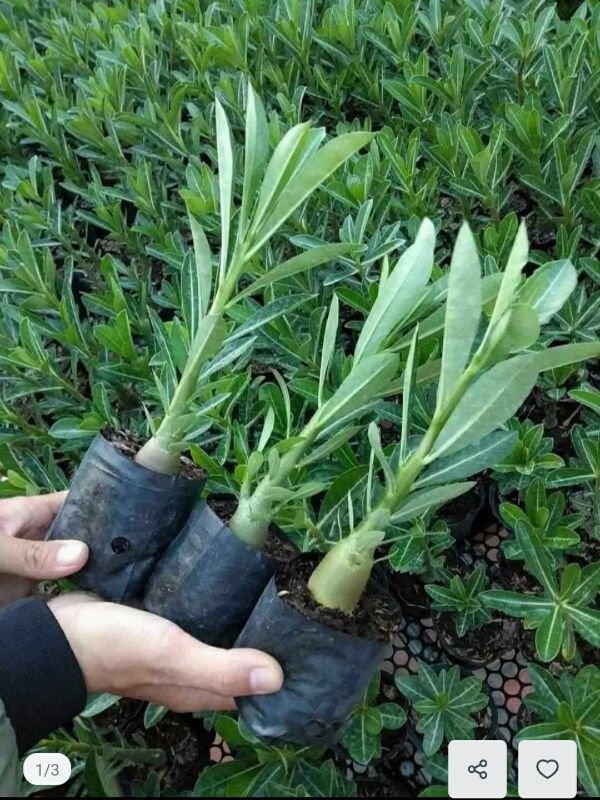 Cây Giống Hoa Sứ Thái