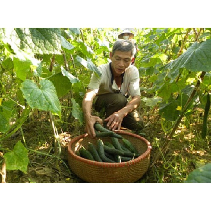 Hạt Giống Dưa Chuột Nhật F1 - 10 hạt