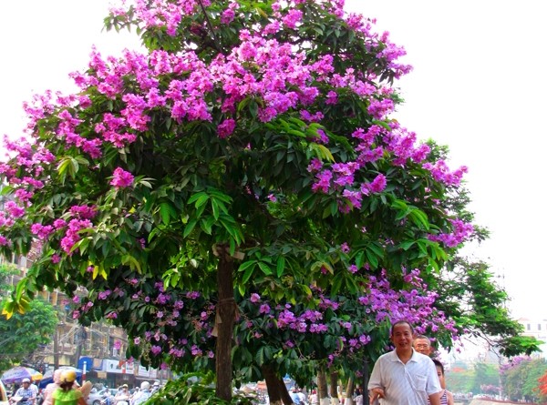 cây giống BẰNG LĂNG TÍM - HOA SIÊU ĐẸP GIÁ SIÊU RẺ