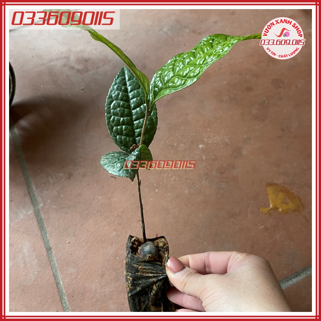 [Giống chuẩn] 3 Cây chè trà hoa vàng trồng từ hạt