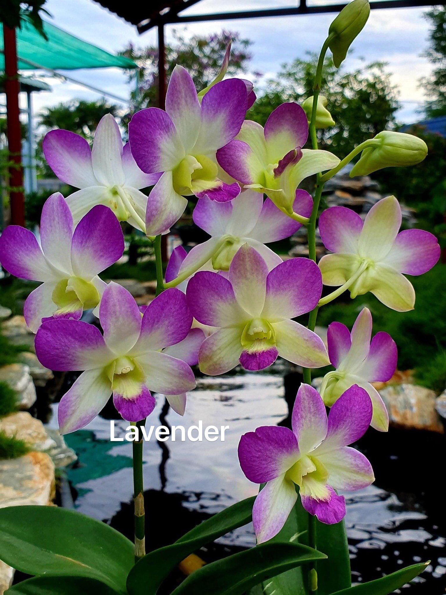 Hoa lan lavender