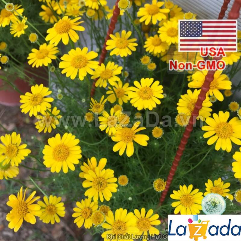1000.HẠT Hạt Giống Hoa Cúc Sao Băng USA (| -KD: B25*V74)