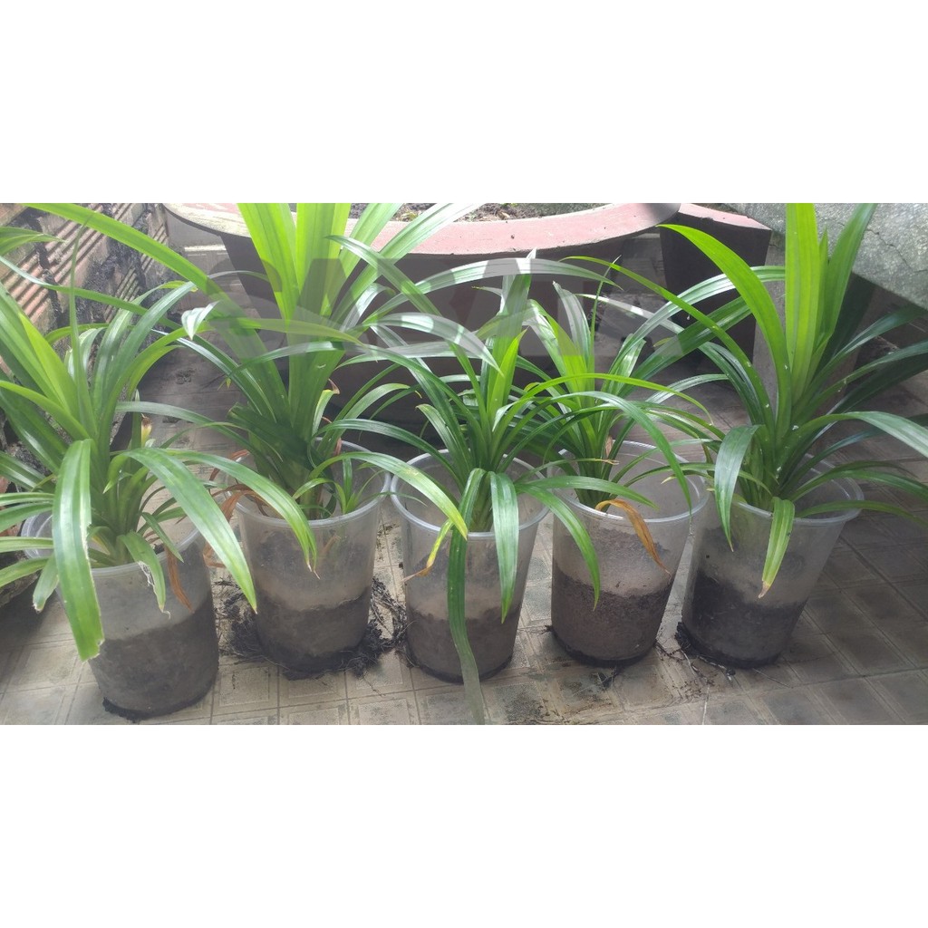 Xả hàng - cây lá dứa/ lá nếp giống 683lz