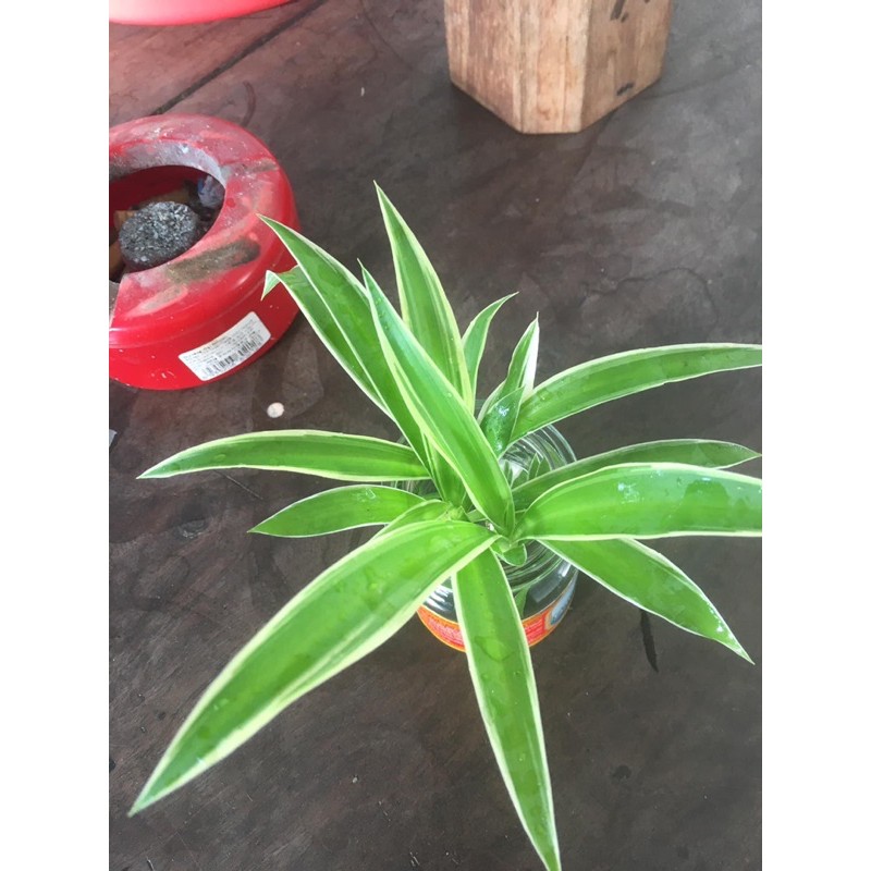 Cây Giống Cỏ Lan Chi (combo5 cây )