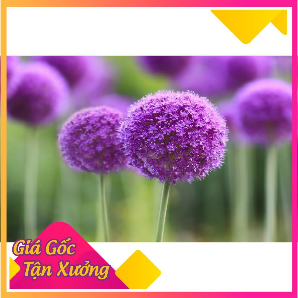[HCM]Khu Vườn Hạt Giống Hoa Bồ Công Anh .
