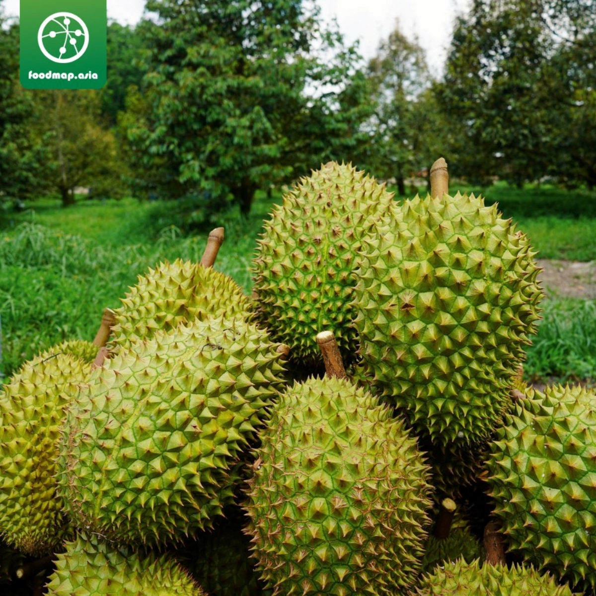 Sầu riêng Ri6 - Foodmap Fruits - Trái 2-2,5kg