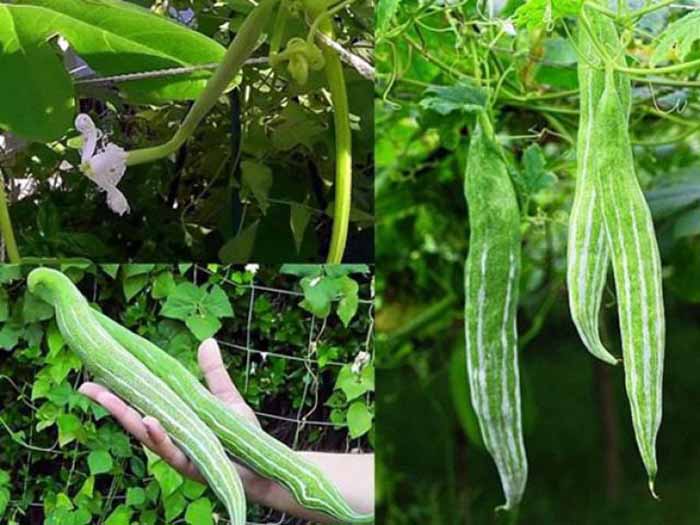 Hạt giống Khổ Qua Tây (Lặc Lầy, Lặc Lày,  Mướp nhật, Mướp rừng) - Gói 15 hạt