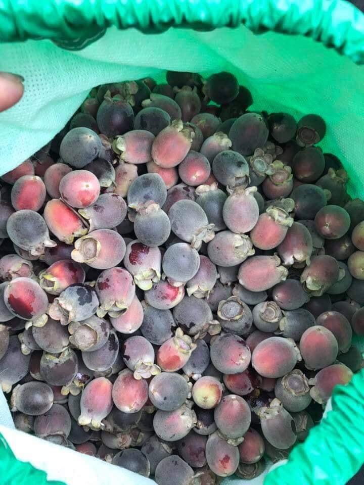 1kg Sim rừng phơi khô tự nhiên - ngâm rựu rất ngon