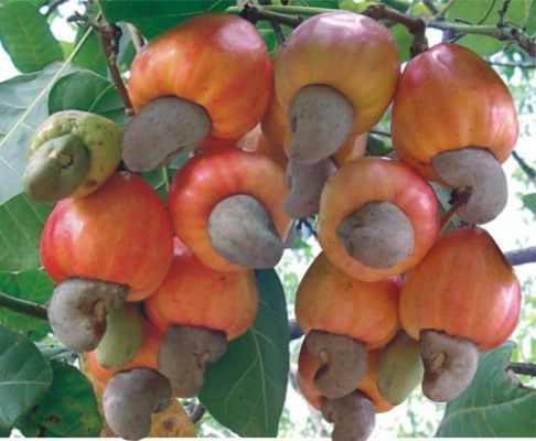 giống cây điều đỏ (có bảo hành được kiểm tra hàng)
