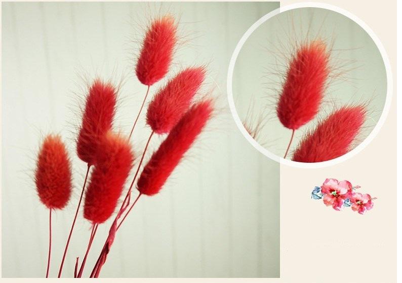 Cỏ đuôi thỏ khô phong cách vintage màu đỏ (60 cành)
