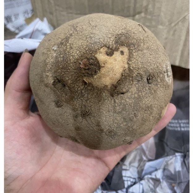 Củ Bình Vôi thái có lá 1kg lz6