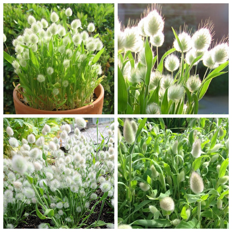 Hạt giống cỏ đuôi thỏ