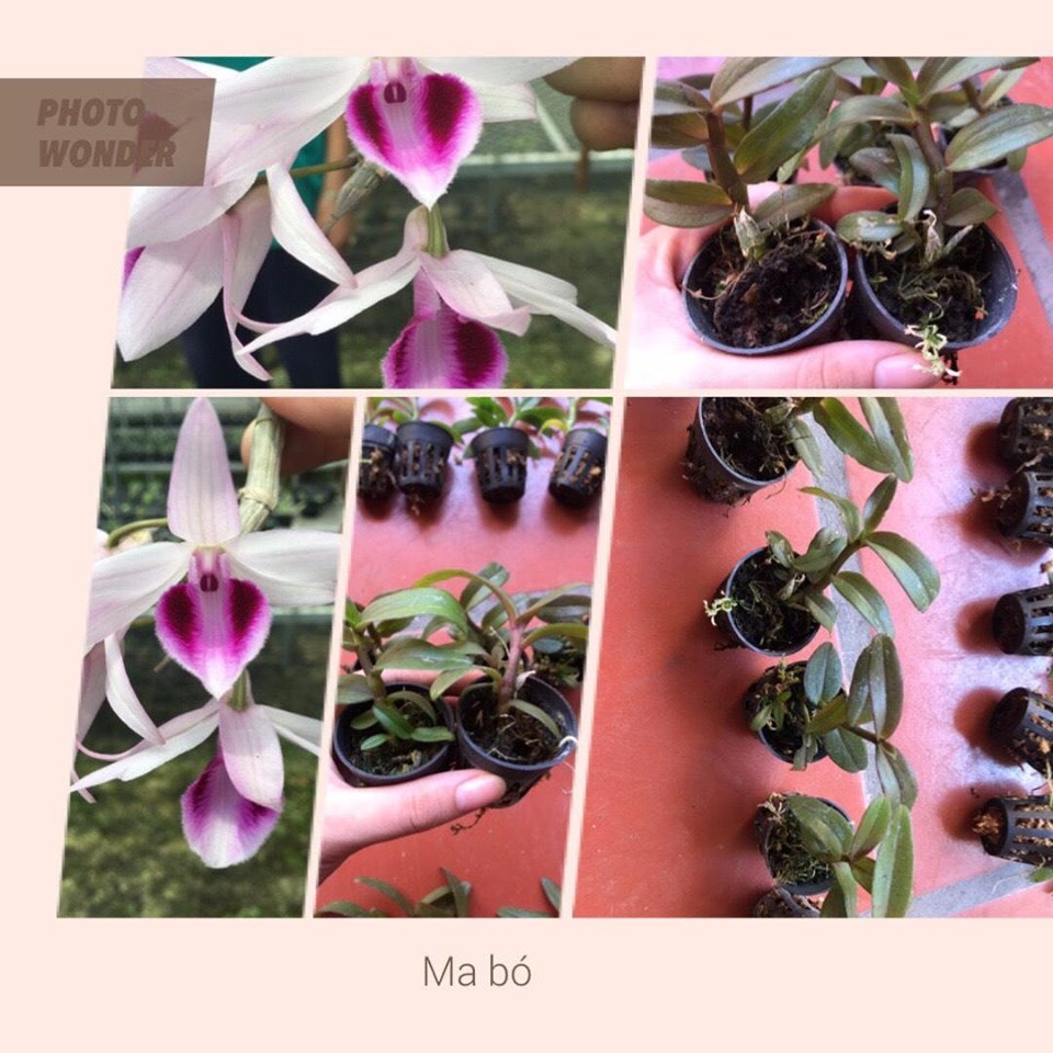 PHI ĐIỆP GIỐNG GIÁ RẺ COMBO 10 LOẠI