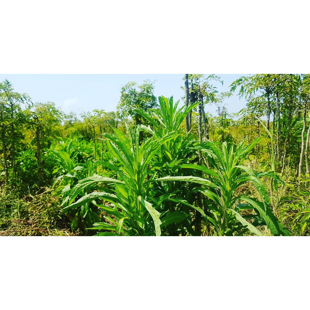 Cây Ngải Dại (Cỏ Tải Hùm) Tươi 3kg