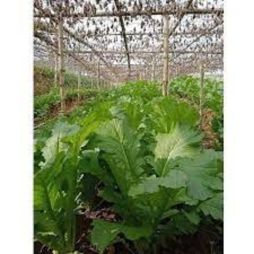 200 hạt giống rau cải mèo tây bắc