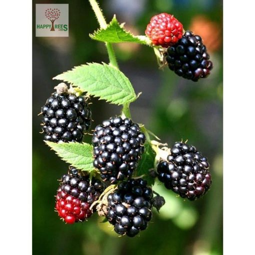 Chậu cây giống trái mâm xôi Đen - Phúc Bồn Tử (BlackBerry)