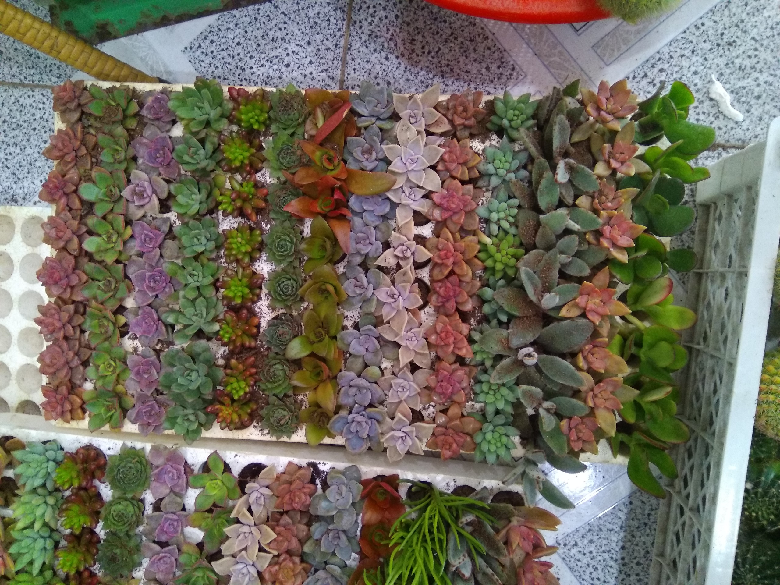 Combo 30 cây sen vỉ (14-20 loại) size vỉ 3-4cm