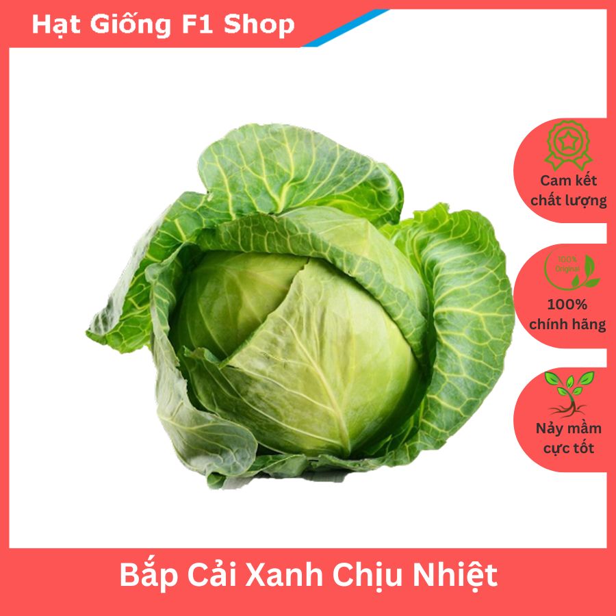 Hạt Giống Bắp Cải Xanh Chịu Nhiệt Bắp Tròn To
