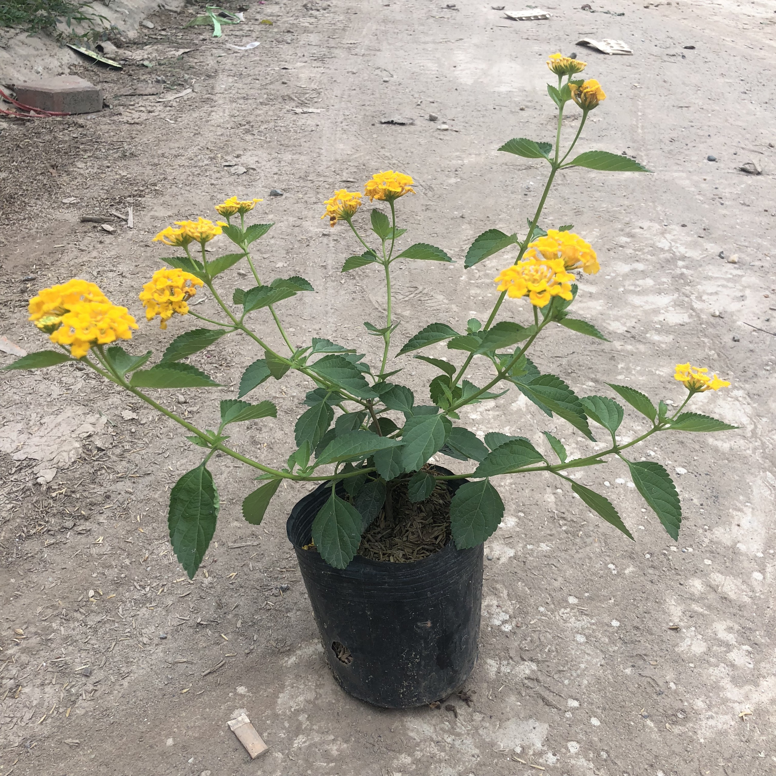 Cây ngũ sắc vàng rủ, chiều cao 20cm hoa vàng  (tỉ lệ sống 100%)