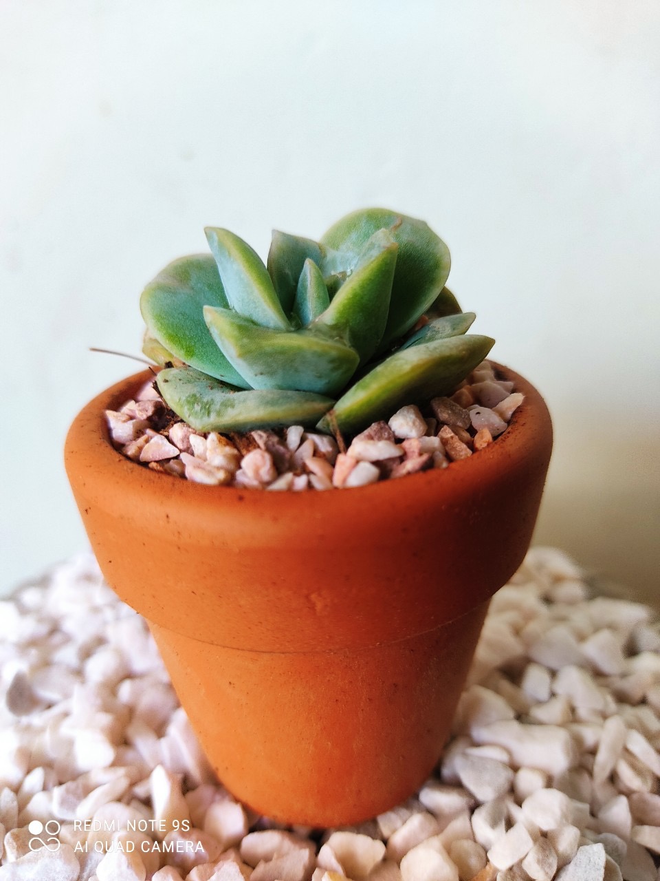 Chậu sen đá mini gồm cây và chậu ( giao cây mẫu bất kỳ)