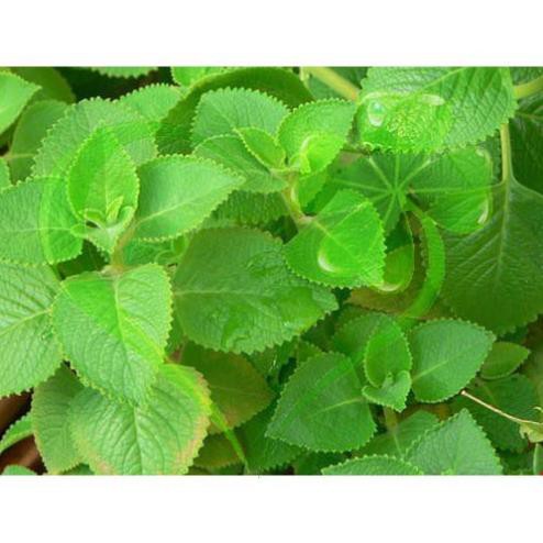 Hạt giống rau Húng Chanh gói 0,2 gram