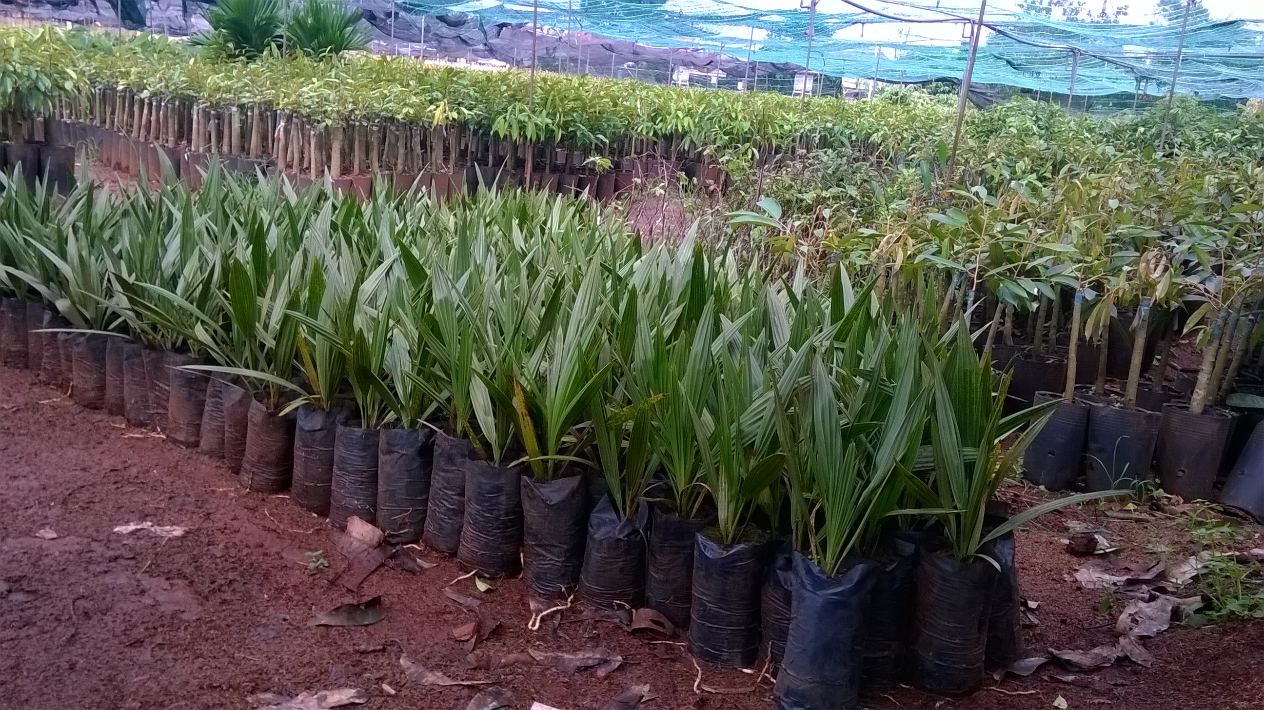 CÂY GIỐNG CHÀ LÀ LÙN SIÊU QUẢ. [ GIỐNG CHÀ LÀ Trυng ĐÔNG BẦU TO, 2 NĂM TUỔI ].
