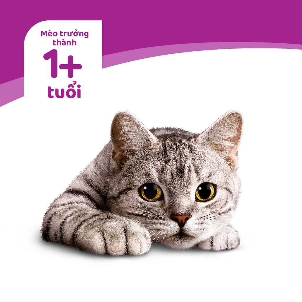 WHISKAS® Pate mèo lớn vị cá thu túi 80g