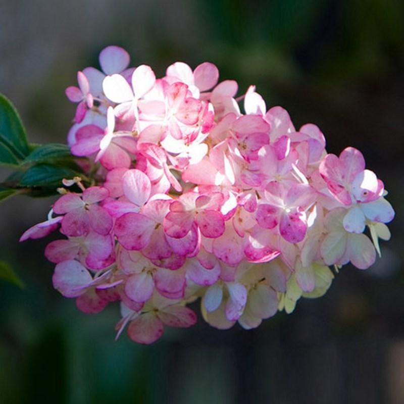 Mixed Color Hydrangea seeds