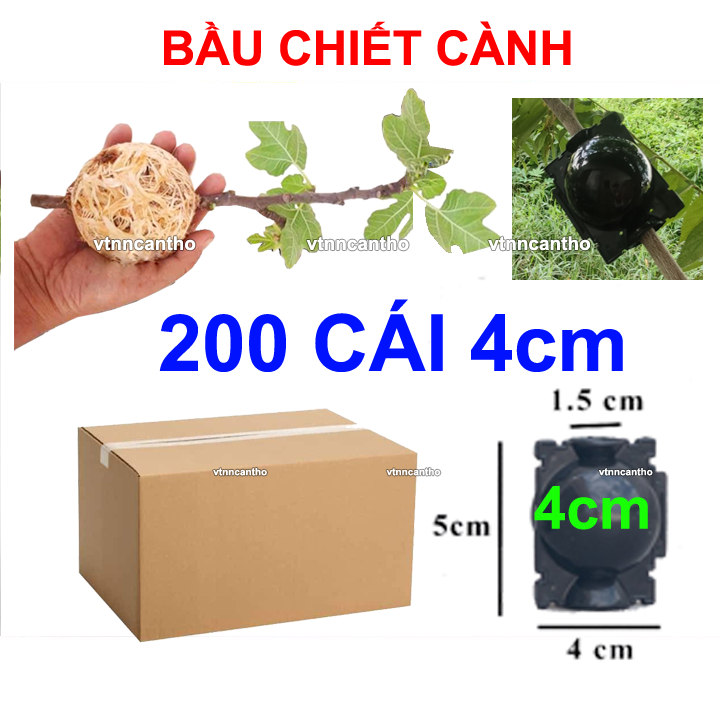 Sỉ thùng 200 cái bầu chiết cành 4cm