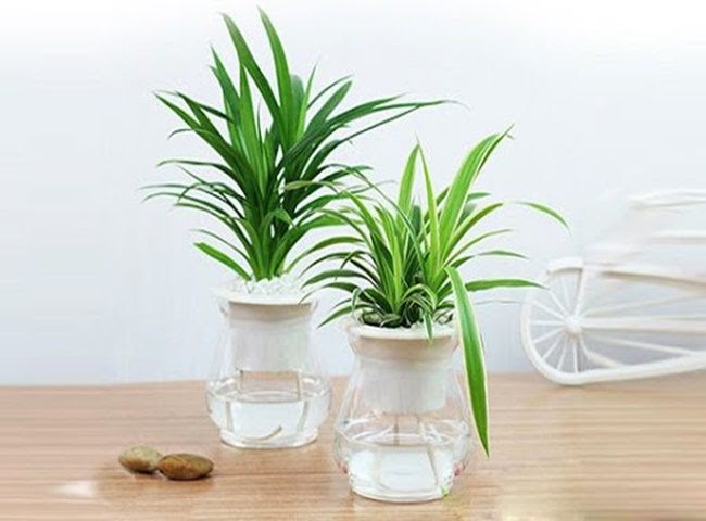 Pandan Plant