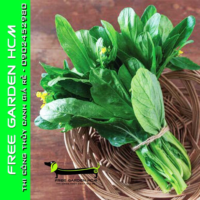 HẠT GIỐNG CẢI NGỒNG IMPROVED – Kitazawa – Mỹ