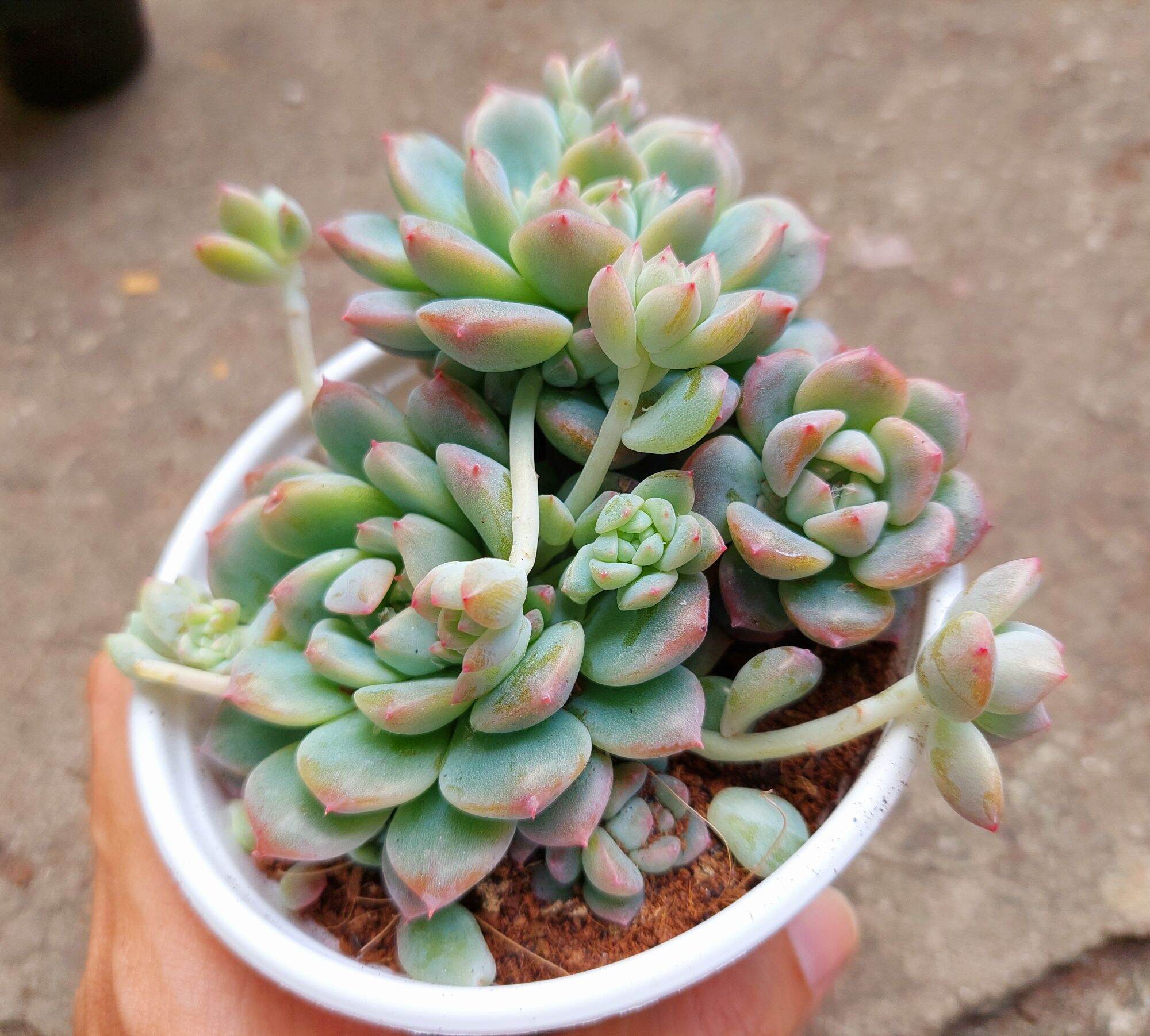 Sen đá DÙ HỒNG size trung 8-10 cm