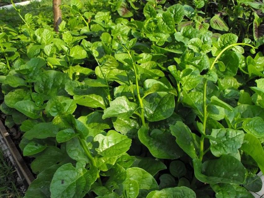 Hạt giống rau Mồng tơi lá to