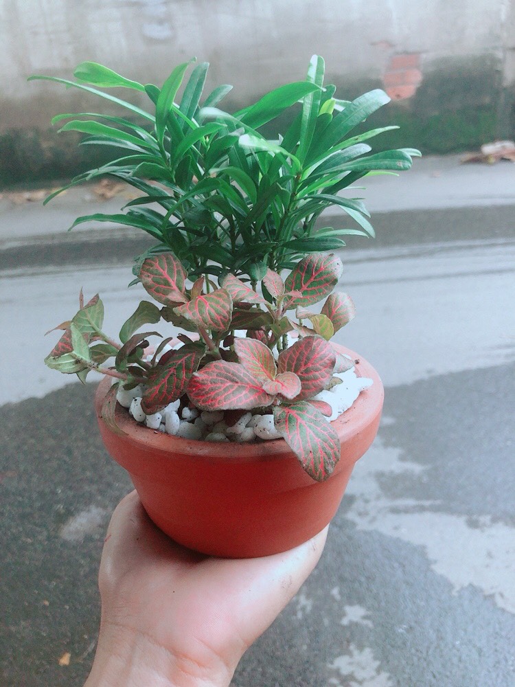 Chậu Tùng Vạn Niên+Cẩm Nhung (cây lá may mắn)