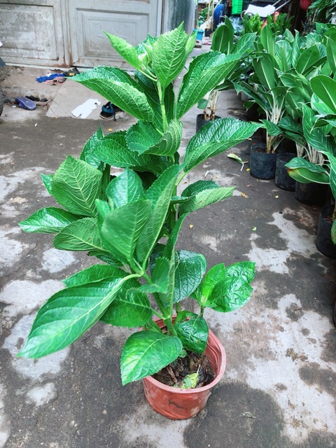 Cây Hoa Cẩm Tú Cầu