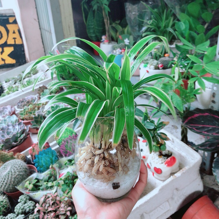 Chậu lan chi thuỷ sinh