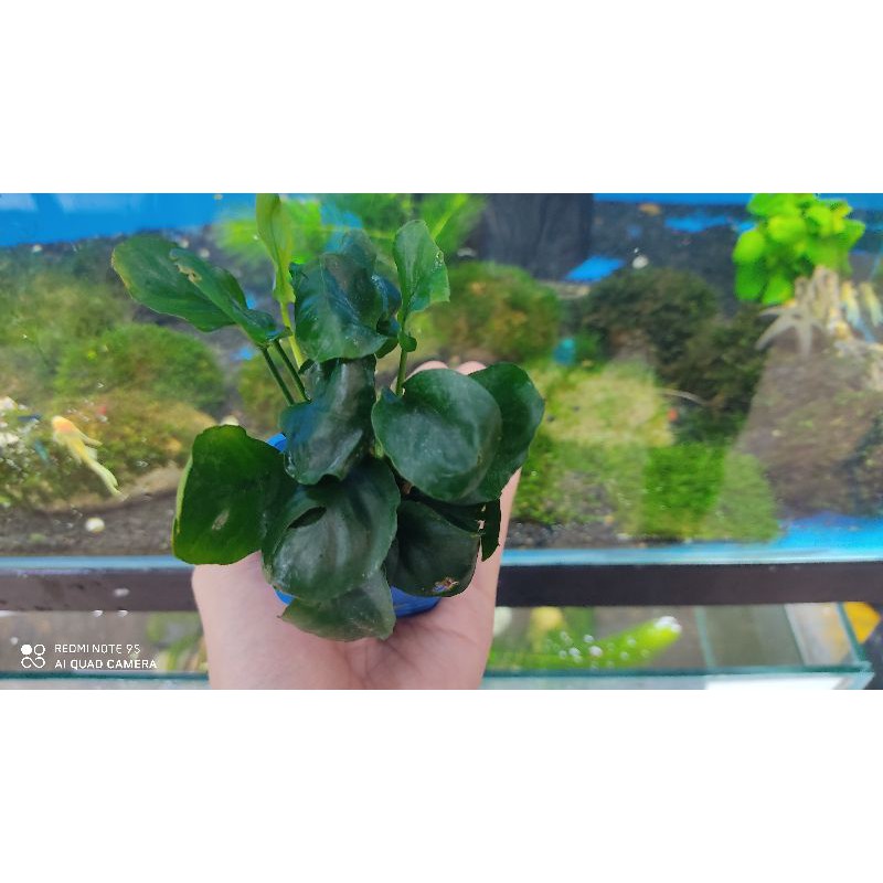 Cây ráy lá tròn- Cây thủy sinh- Ráy gắn vào lũa, đá, bonsai