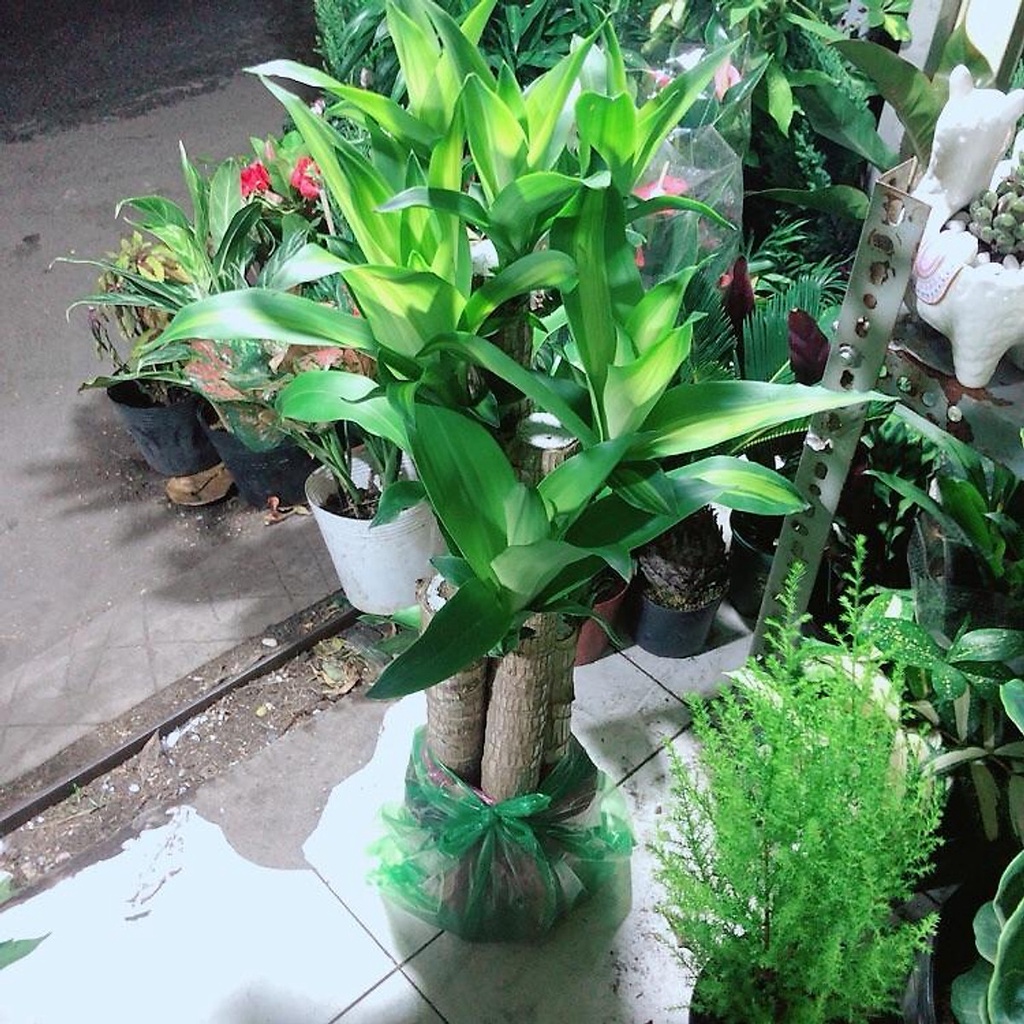 CÒN HÀNG BIG FLASH SALES Cây Phát Tài 5 Thân (Thiết Mộc Lan)