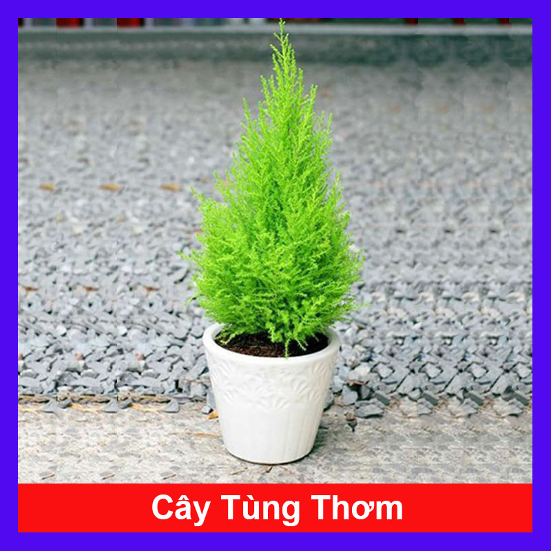 Cây tùng thơm cao 25-30 cm trang trí noen - Cây cảnh để bàn