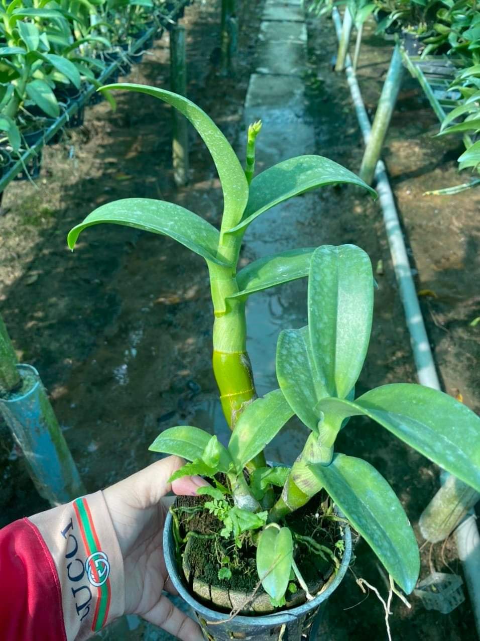 HOA LAN THỎ BAN MAI