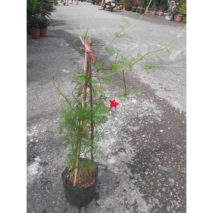 Phân bón Đạm U rê, Phân Lân, Phân Kali 500gram