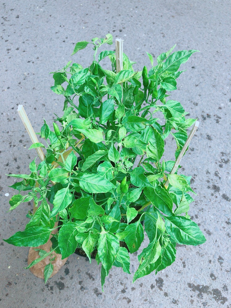 Cây Ớt Chim