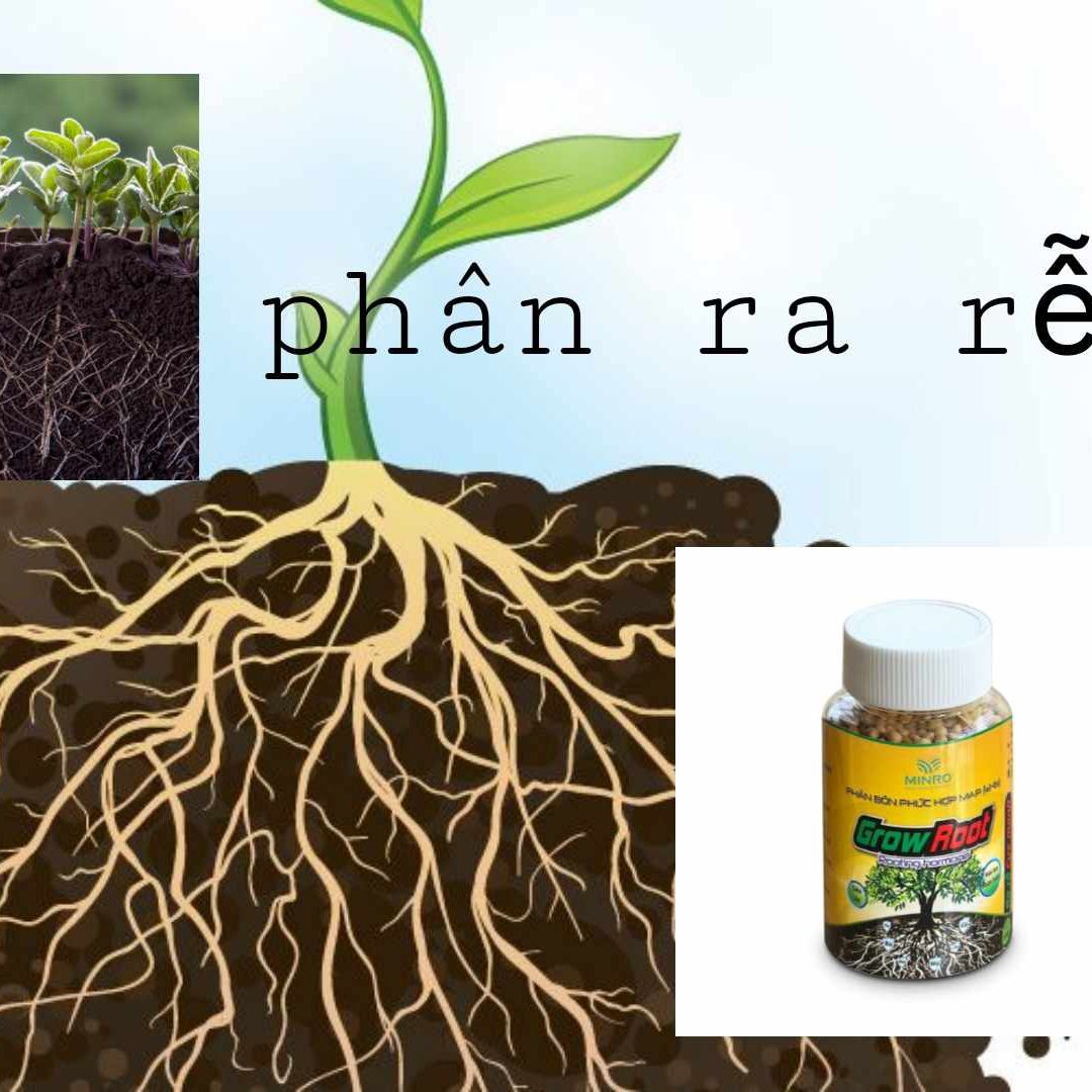 Phân Bón Ra Rễ Grow Root 100gr, (kích thích ra rễ cực nhanh)