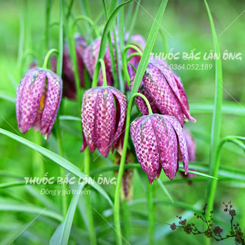 Thổ Bối Mẫu 100g