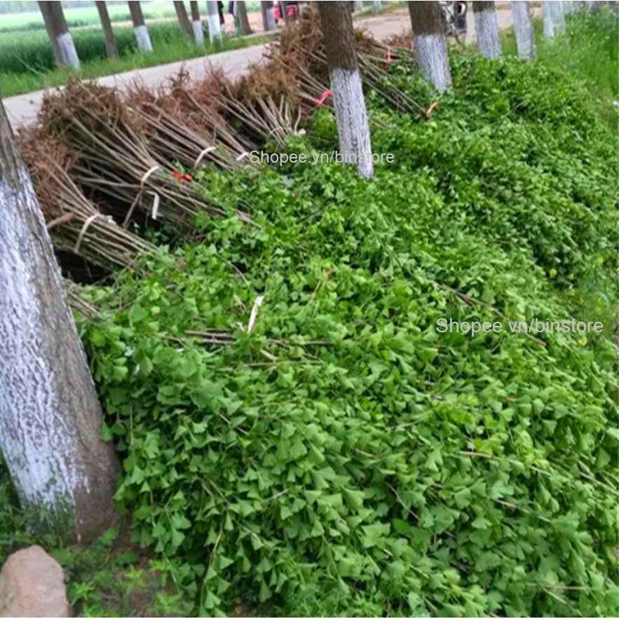 CÂY NGÂN HẠNH LÁ VÀNG SIZE LỚN 1.6M