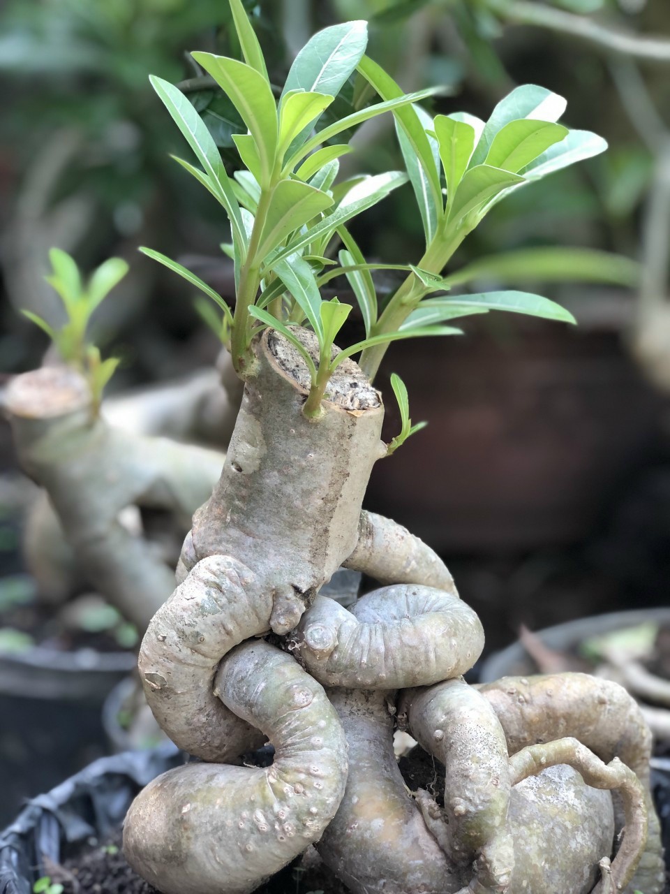 SIMAKA - KÍCH RỄ CỰC MẠNH (500G)