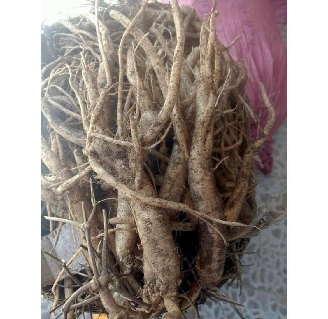 Sâm Ngọc Linh ( Quốc bảo của việt nam )