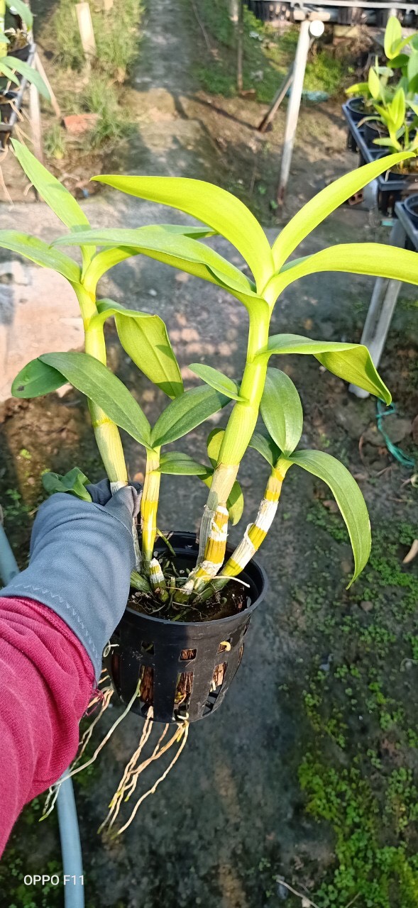 Chậu cây lan Dendro màu hồng pha trắng